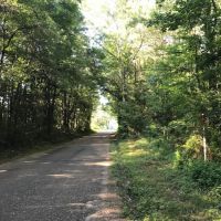 40 acres Gibson Road with Mature Timber images 5