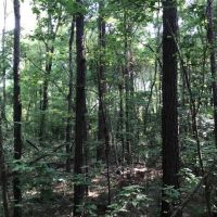 40 acres Gibson Road with Mature Timber images 6