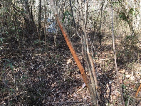 29-048c-calloway-creek-tract-78-acres featured image