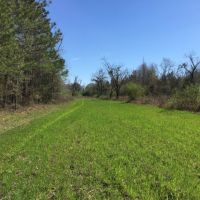 29-048b-calloway-creek-tract-b-121-acres images 5