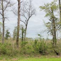 114 Acres &nbsp; FM 130 &nbsp; Tract 1015 images 3