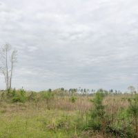 114 Acres &nbsp; FM 130 &nbsp; Tract 1015 images 5