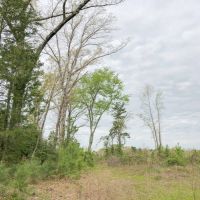 114 Acres &nbsp; FM 130 &nbsp; Tract 1015 images 6