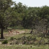 *** 1 DAY MEAT HUNT for 2 BLACK BUCK DOE’S - $500.00 ***