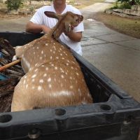 *** 1 Day MEAT HUNT for 1 AXIS DOE - $575.00  ***