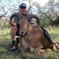 TROPHY AOUDAD RAM - $3200.00  ***