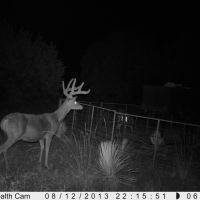 Junction, TX Hunting Lease