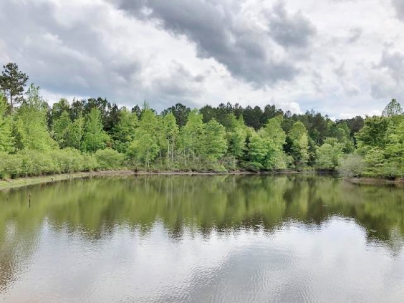 75 Acres Timber Lake Hunting Land for Sale Prentiss Co MS Hunting