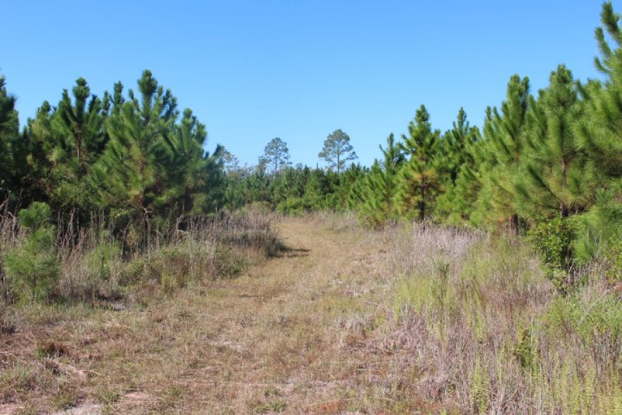 Creek Timber Investment Hunting Land for Sale