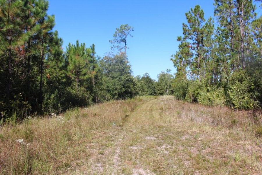Creek Timber Investment Hunting Land for Sale