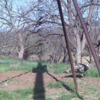 Private Ranch Offering Great Deals on Cull Hunts - $150