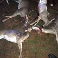 Guaranteed Sightings Whitetail and Hog Combo Hunts