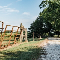 Productive Cattle Ranch &nbsp; Private Lake For Sale in Western TN images 3