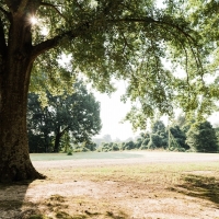 Productive Cattle Ranch &nbsp; Private Lake For Sale in Western TN images 5