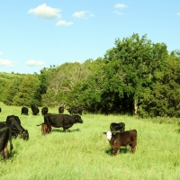 Premier Hunting &nbsp; Recreational Land For Sale in Central NE images 4