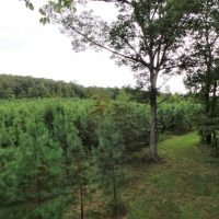 Hunting Club &nbsp; Recreational Land For Sale in Northwest AR images 3