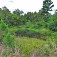 Hunting Club &nbsp; Recreational Land For Sale in Northwest AR images 4