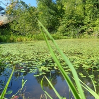 Hunting Club &nbsp; Recreational Land For Sale in Northwest AR images 5