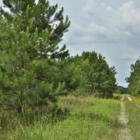 6277 Acres &nbsp; Montgomery County Transition images 2