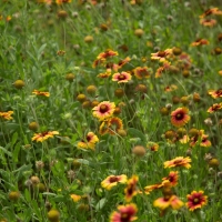 6277 Acres &nbsp; Montgomery County Transition images 4