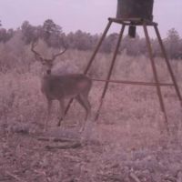 Annual Deer Lease - Big Bucks and Hog