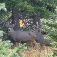 6 Timber Ridge at Cordova Pass images 3
