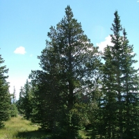 6 Timber Ridge at Cordova Pass images 6