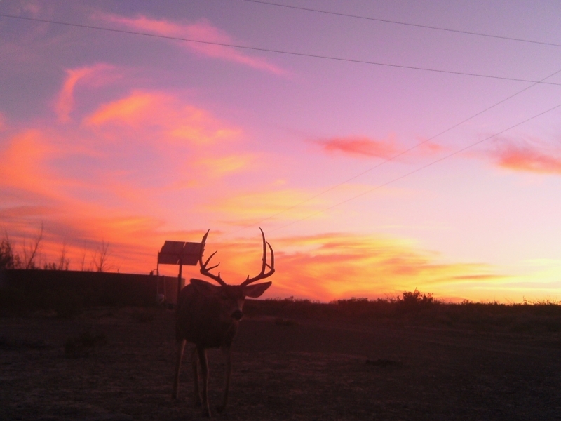 708 Acre Hunting Ranch featured image