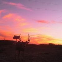 708 Acre Hunting Ranch images 1