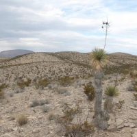 708 Acre Hunting Ranch images 3