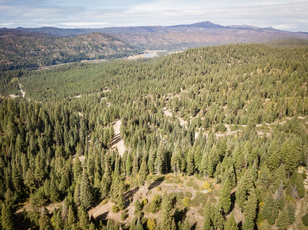 Timbered Building Lot Near the Payette River featured image