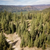 Timbered Building Lot Near the Payette River images 3