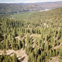 Timbered Building Lot Near the Payette River images 4