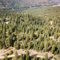 Timbered Building Lot Near the Payette River images 6