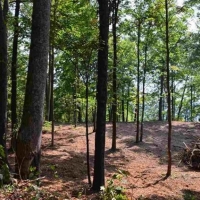 Unrestricted Recreational Mountain Land For Sale in Northeast TN images 3