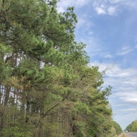 463 Acres &nbsp; Hwy 67 &nbsp; Tract 1003 images 2
