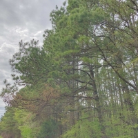 463 Acres &nbsp; Hwy 67 &nbsp; Tract 1003 images 4