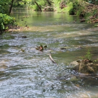 Live Water Ranch with Two Spring-Fed Lakes For Sale in Huntsville  AR images 6