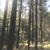 100 Acres in Carroll County in McCarley  MS images 2
