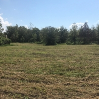 100 Acres in Carroll County in McCarley  MS images 4
