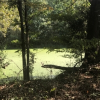 100 Acres in Carroll County in McCarley  MS images 5