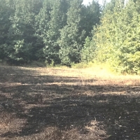 100 Acres in Carroll County in McCarley  MS images 6