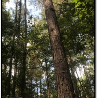 120 Acres in Carroll County in McCarley  MS images 2