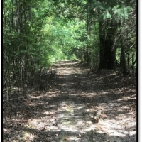 120 Acres in Carroll County in McCarley  MS images 4