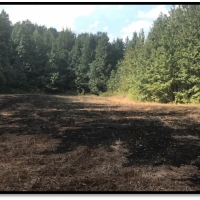 120 Acres in Carroll County in McCarley  MS images 5