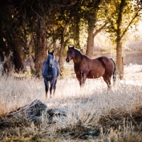 Montrose Riverbend Farm images 3