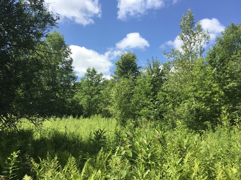 240 acres with Old Apple Orchard Hopkinton NY featured image