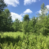 240 acres with Old Apple Orchard Hopkinton NY