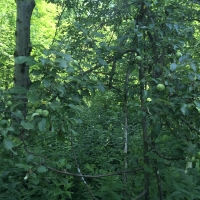 240 acres with Old Apple Orchard Hopkinton NY images 2