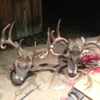 Daily Rifle and Bow Deer Hunts All Season Long on Private Property with Lodging